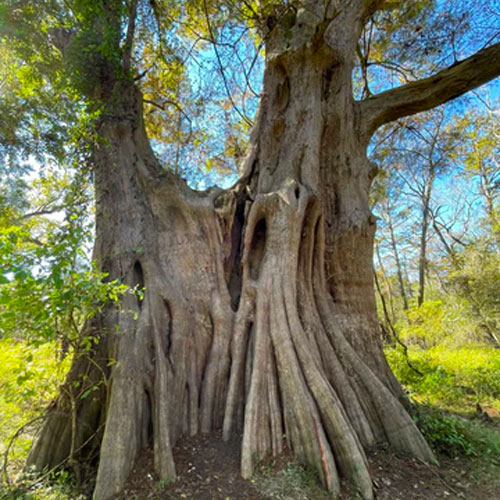 Tree at Cat Island National Wildlife Refuge