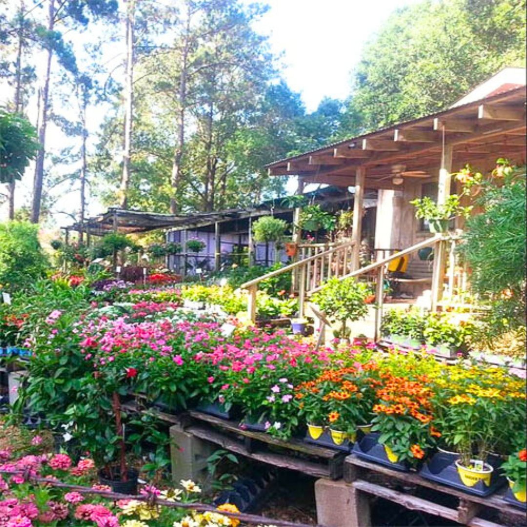 june-pop-up-community-market-visit-st-francisville