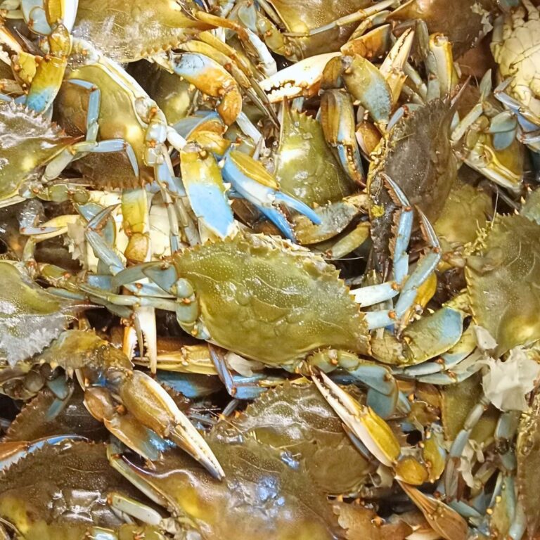 Crabs from Feliciana Seafood Market