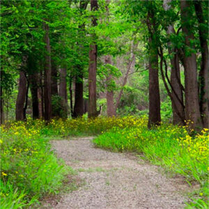 A hiking nature trail