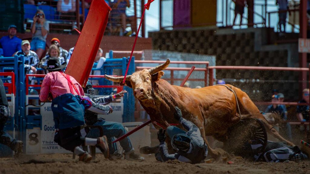 Bull fighting at the Angola Rodeo