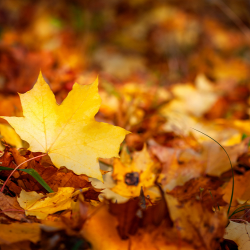 Tunica Hills Fall Yard Sale Trail
