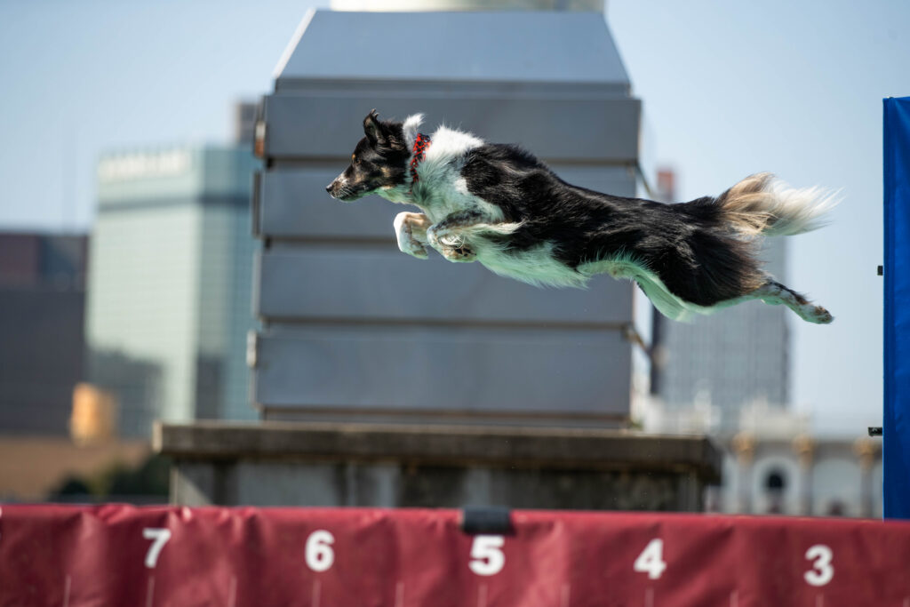 THE SUPER RETRIEVER SERIES CLASSIC