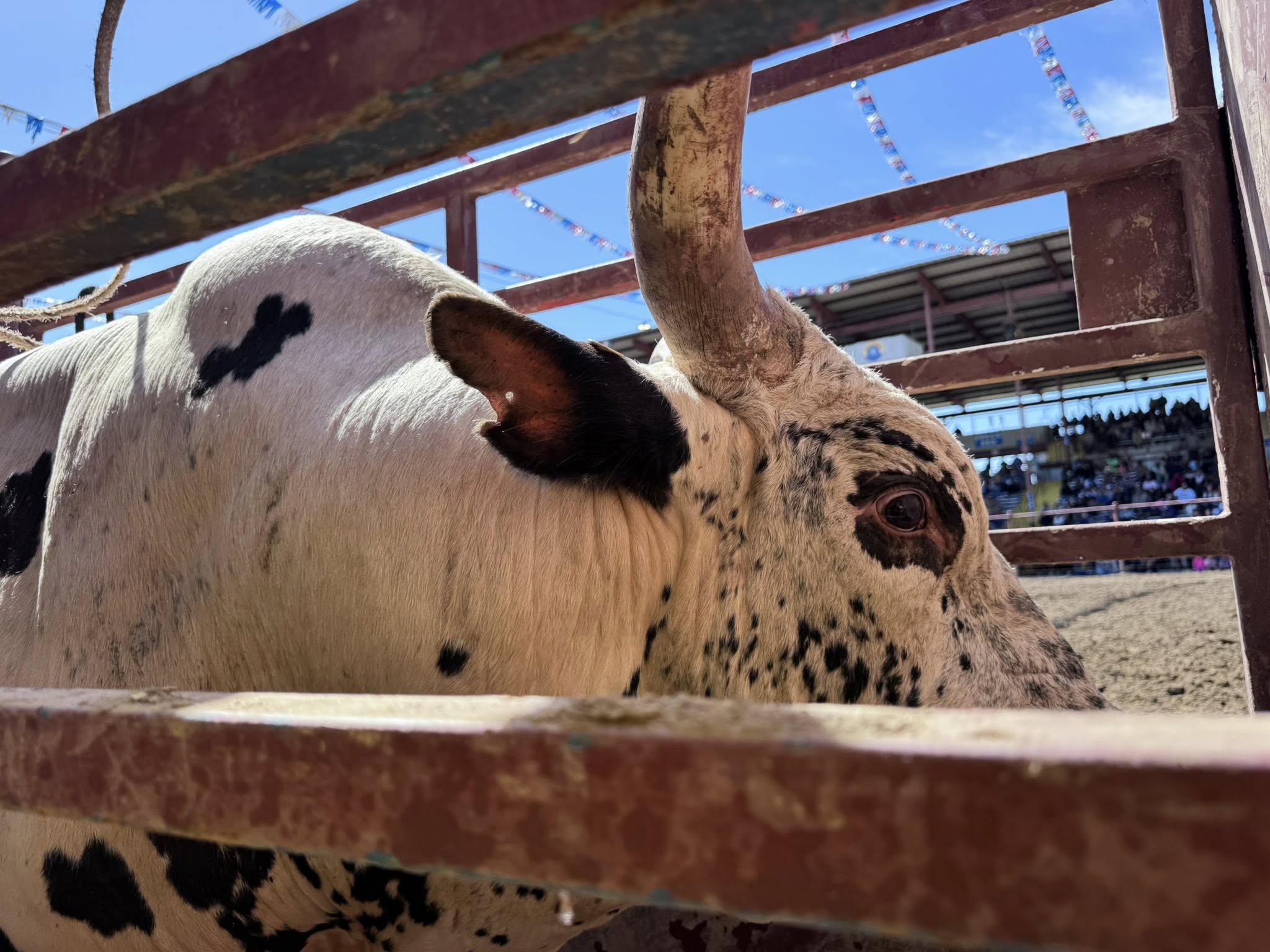 Angola Rodeo
