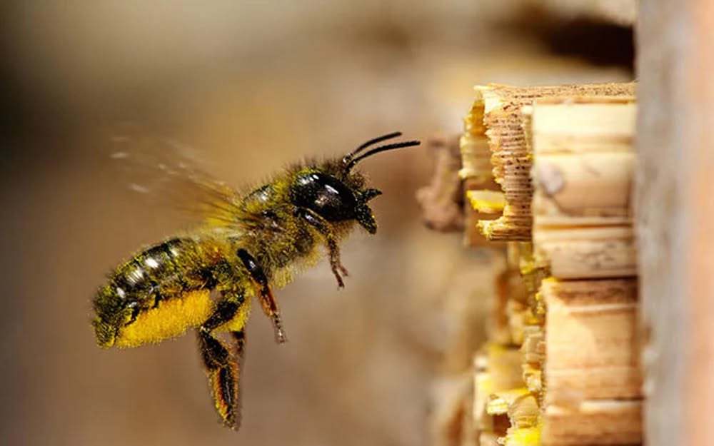 The Mason Bee