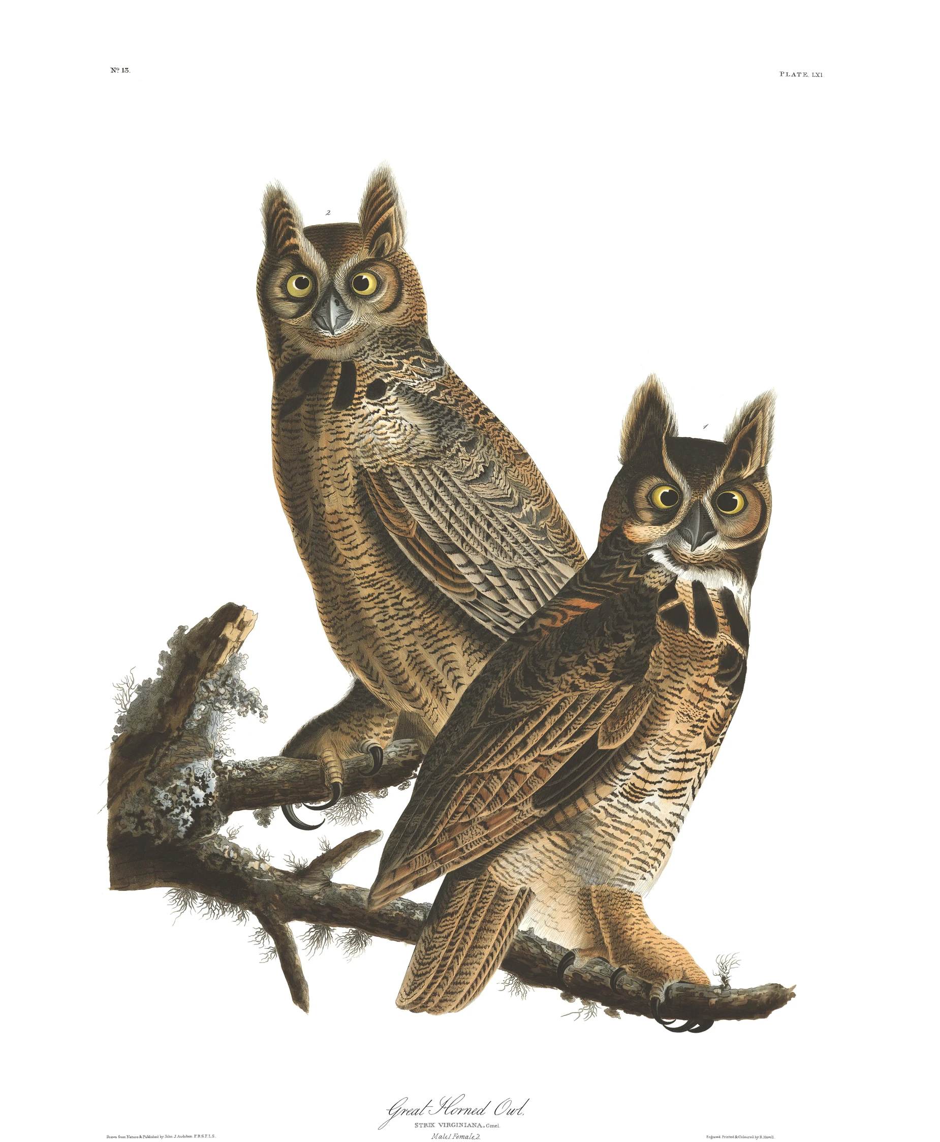 Owl Prowl at Audubon State Historic Site