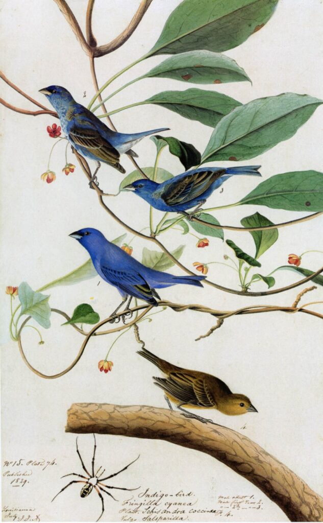 Young Artist Watercolor Program at Audubon State Historic Site